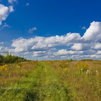 В поле :: Александр Синдерёв