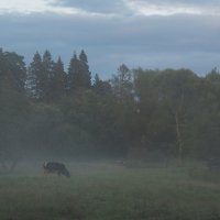 В Тумане :: юрий поляков