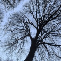 .. кроны "застенчивых" деревьев... :: galalog galalog