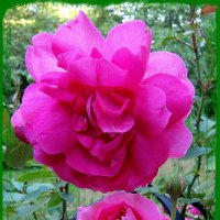 Роза – символ совершенства, мудрости и чистоты. :: Ольга Довженко
