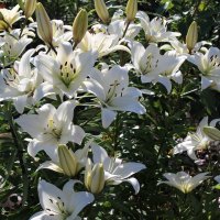 Лилии белые :: tamara kremleva