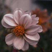 Любимые цветы! :: Оксана Галлямова