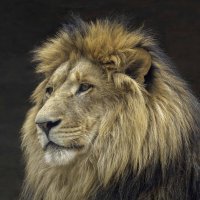 Lion :: Al Pashang 