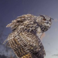 Eagle owl :: Al Pashang 