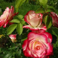 Розы Ботанического сада :: Лидия Бусурина