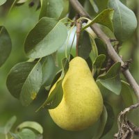 Garden pear | 9 :: Sergey Sonvar