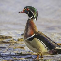 Wood duck :: Al Pashang 