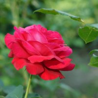 Розы в Спасском :: Елена Кирьянова