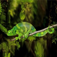 chameleon :: Al Pashang 