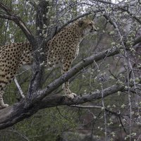 Cheetah climbed on a tree. :: Al Pashang 