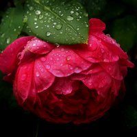 Роза и дождь. :: Nata 