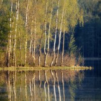 Про берёзки..... :: Юрий Цыплятников