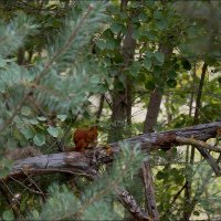 Белочка в летнем лесу :: Сеня Белгородский