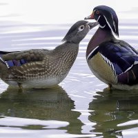 Wood duck :: Al Pashang 