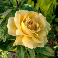 Жёлтая роза после дождя :: Валентин Семчишин