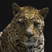 Leopard :: Al Pashang 