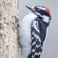 Downy woodpecker. :: Al Pashang 