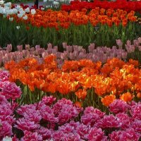 ..разноцветный океан тюльпанов в Аптекарском огороде... :: galalog galalog