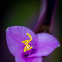 Tradescantia pallida :: Referee (Дмитрий)