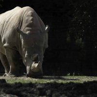 White Rhinoceros :: Al Pashang 