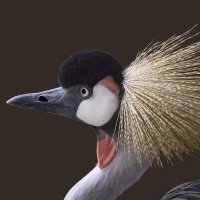 Grey-necked crowned crane :: Al Pashang 