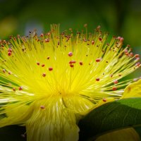 Hypericum calycinum Зверобой чашечковидный :: wea *