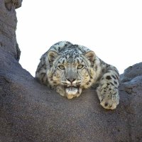 Snow leopard :: Al Pashang 