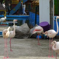 Фламинго в Ростовском зоопарке :: Татьяна Р 