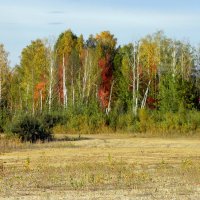 Осень пришла... :: Нэля Лысенко