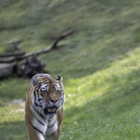 Amur tiger :: Al Pashang 