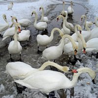 Про лебедей ( 72 ) :: Liudmila LLF