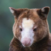 Tree kangaroo :: Al Pashang 