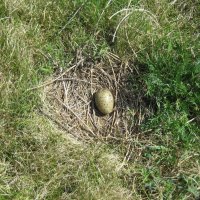 Гнездо сизой чайки :: Anna Ivanova