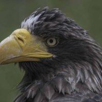 Steller&#39;s sea eagle :: Al Pashang 