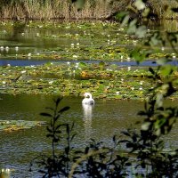 Белый лебедь на пруду... :: Фёдор Меркурьев