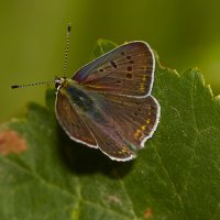 Бабочка :: Александр Посошенко