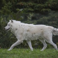 Arctic wolf :: Al Pashang 