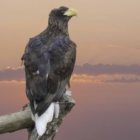 Steller&#39;s sea eagle :: Al Pashang 