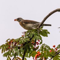 Дрозд рябинник. :: Анатолий. Chesnavik.