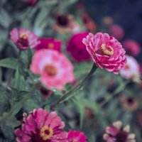 осенние цветы :: Виктория Дикарева
