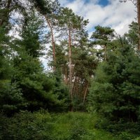 Просто лес :: Николай Гирш