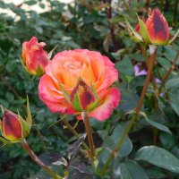 Куст розы Флорибунда :: Наиля 