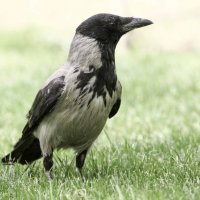 Hooded crow :: Al Pashang 