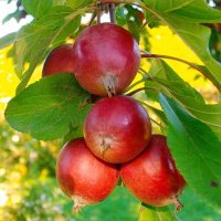 Красный цвет сентября: яблоки. :: Лия ☼