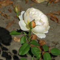 Белая роза и её тень :: Татьяна Смоляниченко