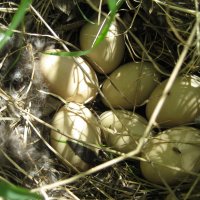 Гнездо кряквы :: Anna Ivanova