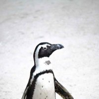 African Penguin :: Al Pashang 