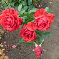 Роза чайно-гибридная Ред Интуишн :: Наиля 