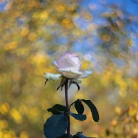 Цветок розы :: Александр Синдерёв