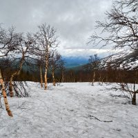 Берёзки на майском снегу. :: Юрий кот